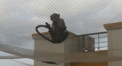 Monkey Safety Nets in Bangalore